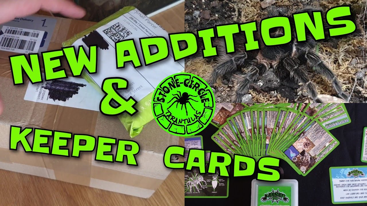 UNBOXING Tarantula Keeper Cards and my kid's first inverts YouTube