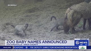 Zoo Knoxville announces names for wolf pups, fox kits