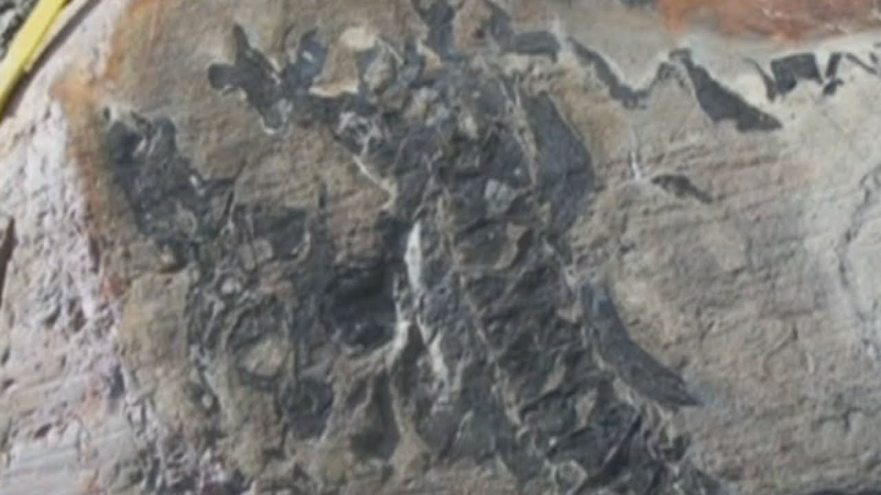 Dinosaur graveyard discovered in Chile's Torres del Paine National Park