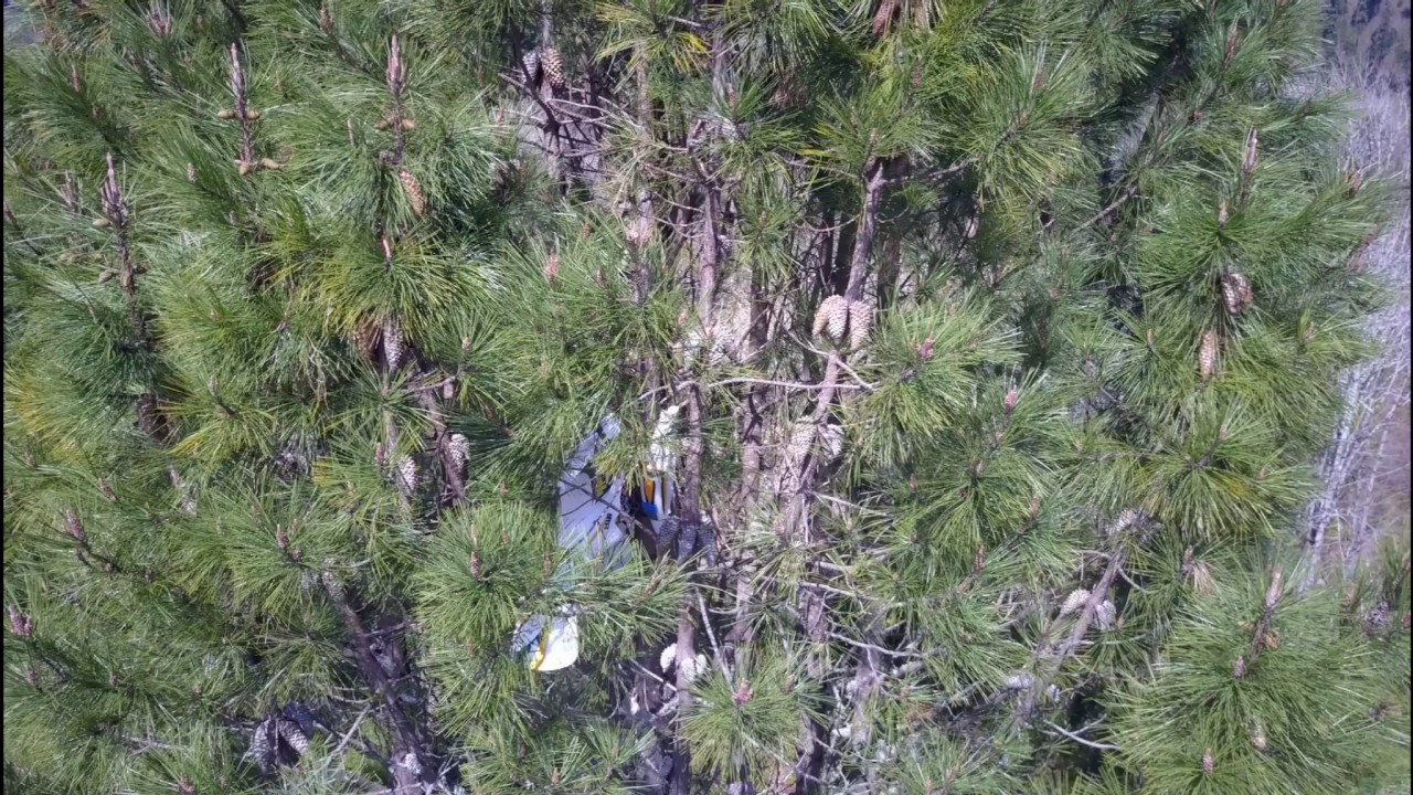1 or 2 RC Planes stuck in tree