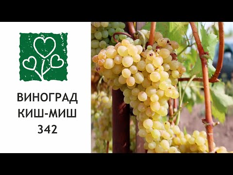 Елена советует: Виноград без косточек сорт "кишмиш 342".