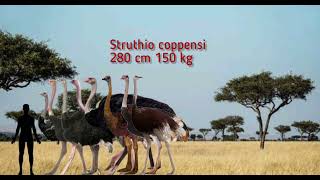 Ostrich Size Comparison