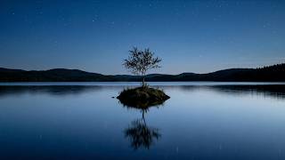 Soft Night Reflection | Quiet Tree and Calm Water