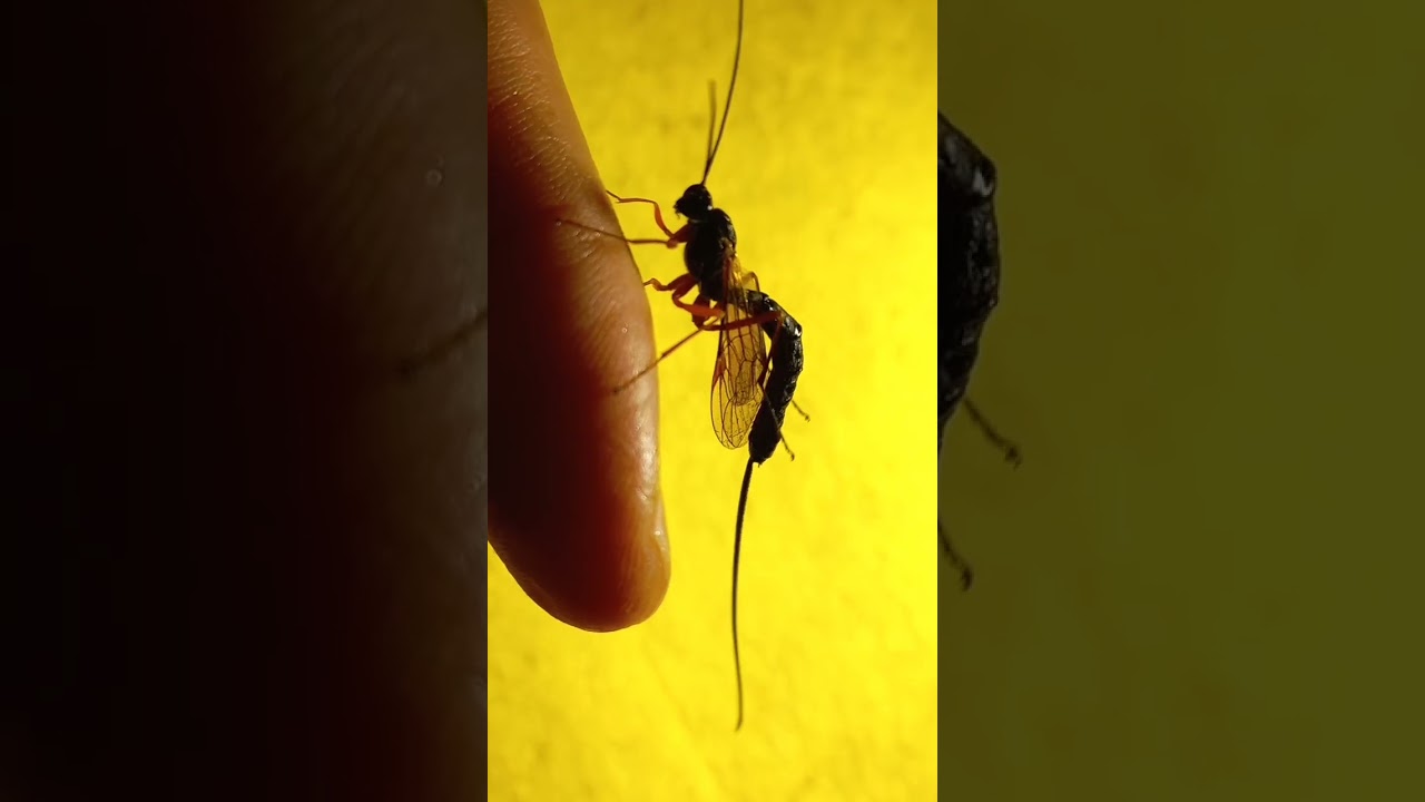 Surprising Ichneumonoid Parasitic Wasp with Big Ovipositor is My Friend. Kyiv, Ukraine. 25.sept.2022