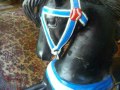 Wooden Full Size Carousel Horse, Real Black Beauty with Dog Face Motif ... FOR SALE! Wooden Full Size Carousel Horse, Real Black Beauty with Dog Face Motif ... FOR SALE!