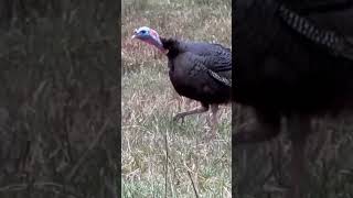 Gobble gobble !!