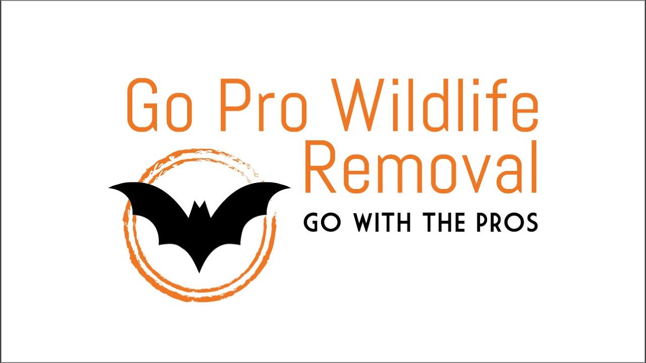 Go Pro Wildlife Removal | 8 Story Structure Bat Eviction