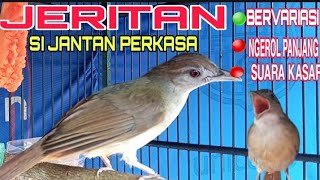 Download Lagu AWASS.. KAPAS TEMBAK JANTAN EMOSI SUARA KASAR, NGEROL PANJANG, BERVARIASI. MP3