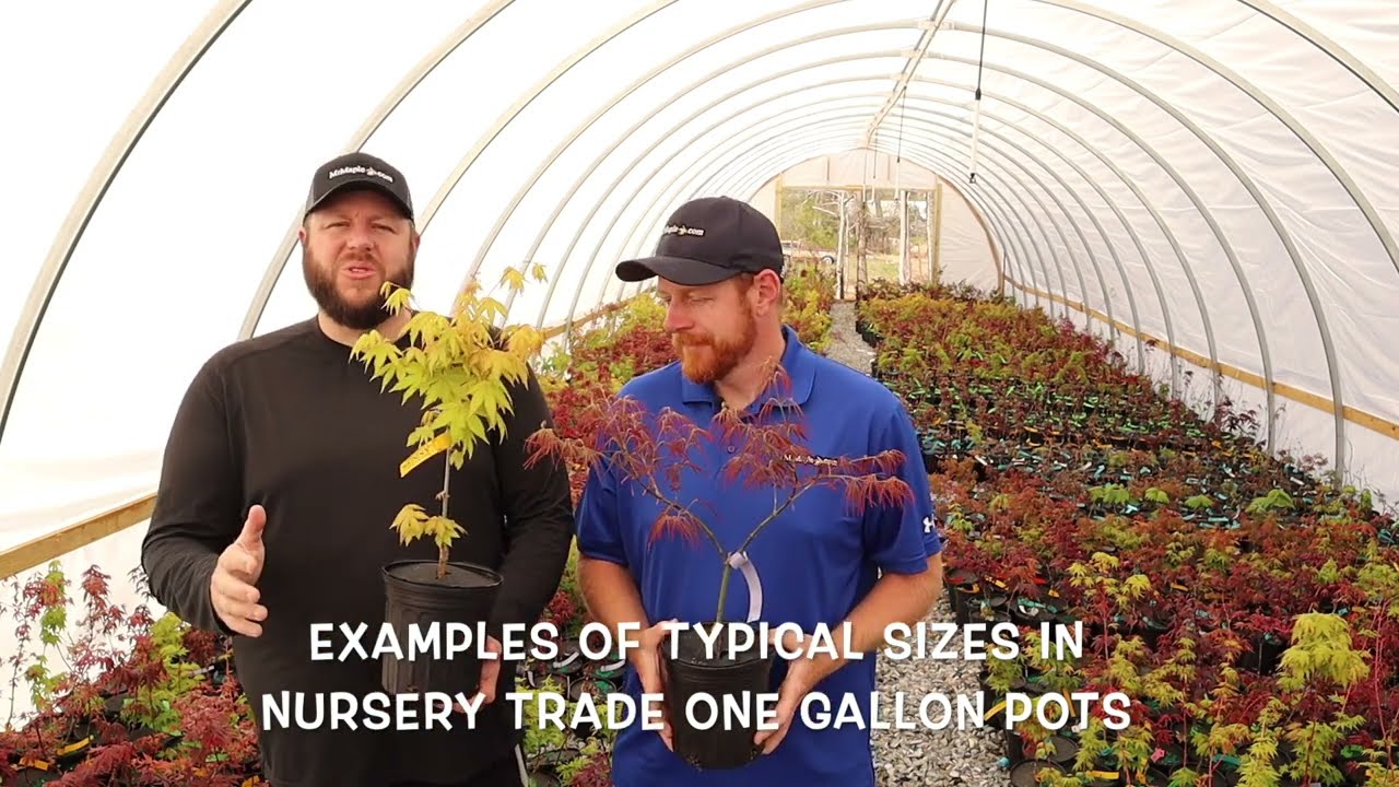 What Is A Nursery Trade One Gallon Container? - Japanese Maples Episode 161