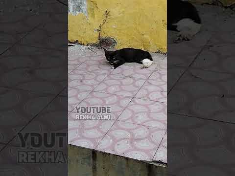 mainan kucing cek produk keranjang kuning