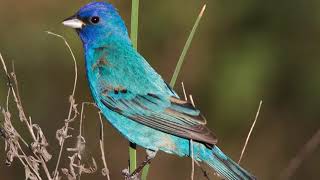 Indigo bunting Bird Sound Bird Song Bird Call Bird calling Bird chirps birds ringtone birds chirping