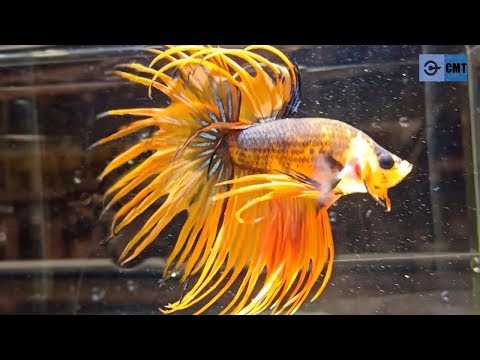 Video ?? Cá BETTA ĐẸP nhất Thế giới Đây rồi ???? Most... - youtube