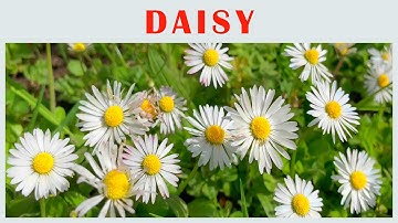 prachtige madeliefjes bezorgen me altijd een glimlach