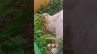 قطة تأكل نباتات ?‍️