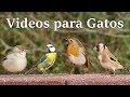 Videos para Gatos : El jardin de las aves