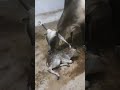 நாட்டு மாடு#nature#like#trending#farmers #milk