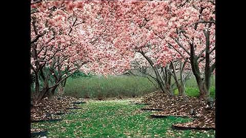 سورة البقرة بصوت القارئ أنس بن عيسى العمادي