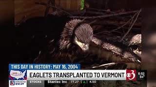 Famous This Day in History: Eaglets transplanted to Vermont Wealth