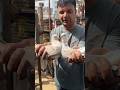 Shazad Bhai Loni pets market #shorts #pigeon #kabutar #pigeons #kabootar