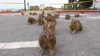 SIP Squirrel Attack