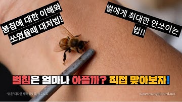 벌침에 대한 이해와 쏘였을시 대처법!!그리고 최대한 쏘이지 않는 법!!