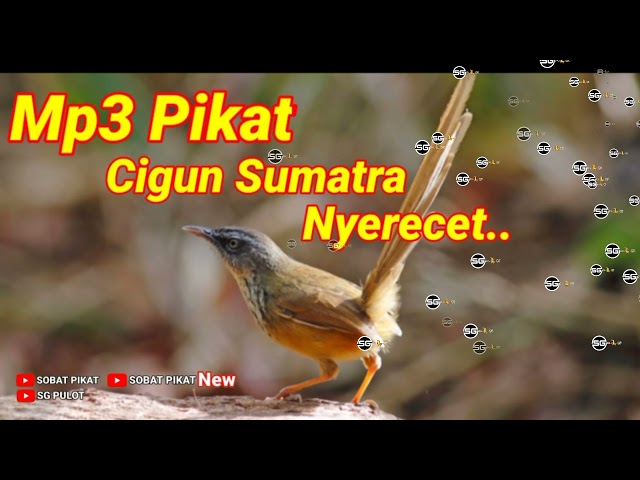 Ciblek Gunung Sumatera Nyerecet Khas Panggilan Pikat class=