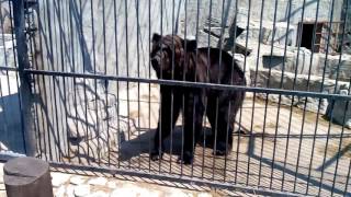 Кормление медведя печеньем Feeding the bear cookies