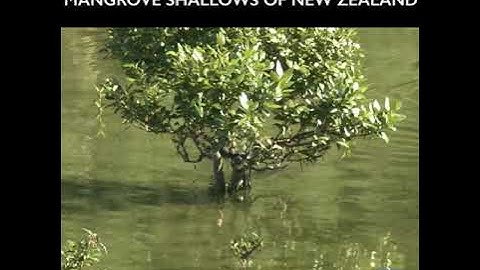 Snapper In The Shallows