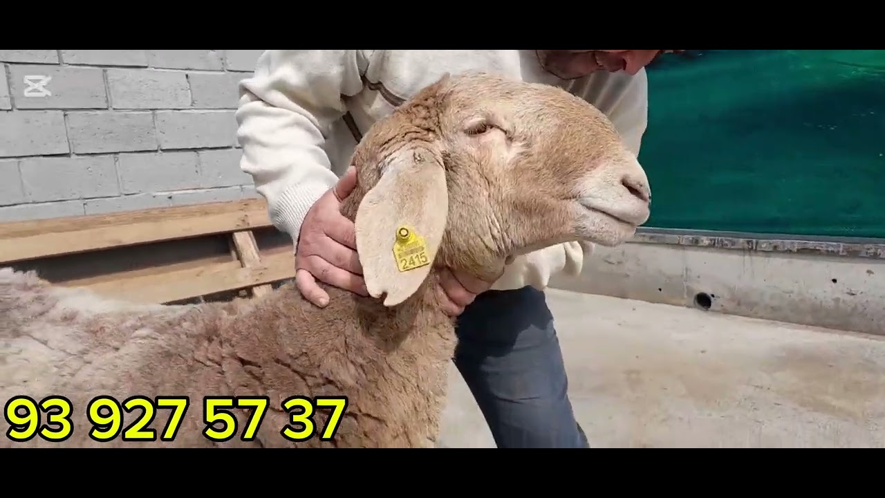 Zot Yònalishga qochqorlar sotuvda