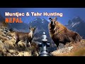 Muntjac & Tahr Hunting in Népal / 2021(Chasse)