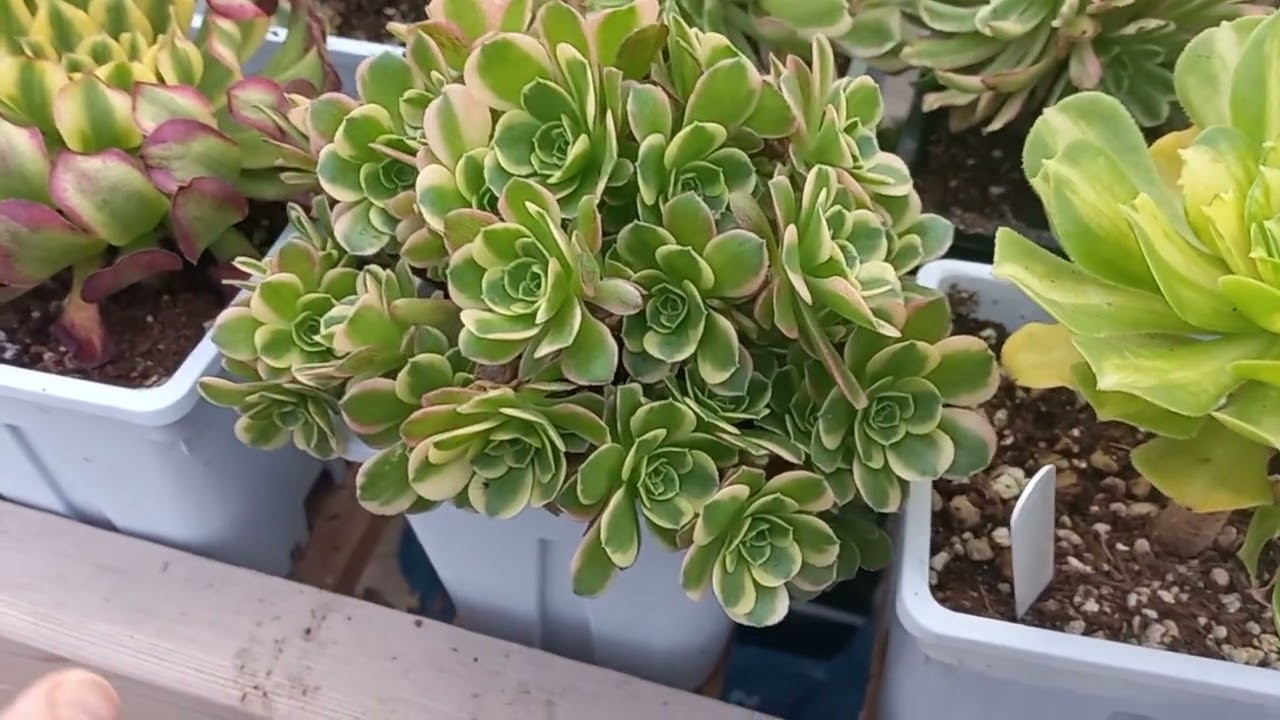 Susamış kızlarım şifa olsun insallah🥰