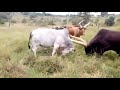 African Bulls Fighting Boran Vs Ankole Bull