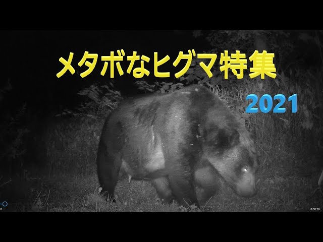 メタボなヒグマ特集2021 太ったヒグマ おデブなヒグマ 巨大