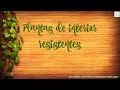 Plantas de interior resistentes
