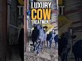 Why Wagyu Beef Costs 300 A Steak Cows Get Massages VIP Treatment Wagyu Luxury DidYouKnow