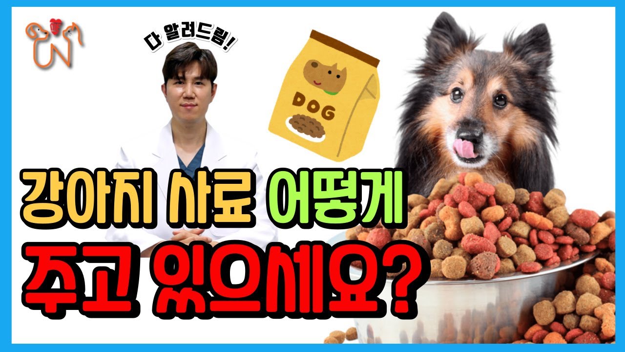 강아지 사료 어떻게 주고 있으세요!? 제가 알려드릴게요! - YouTube