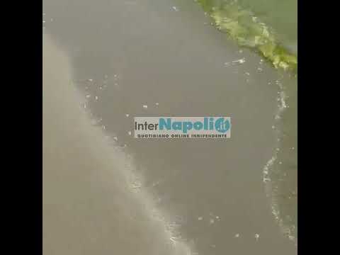 Mare verde a Casal Velino, la video-denuncia di una famiglia di Napoli