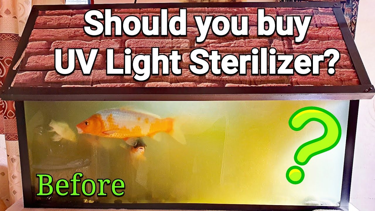 moeilijk impuls heelal What will happen when you add a UV LIGHT STERILIZER to your Aquarium / Fish  Tank? - YouTube