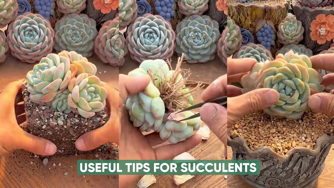 Easy Succulent Care for Beginners Like YOU! | 다육이 | 多肉植物 - YouTube