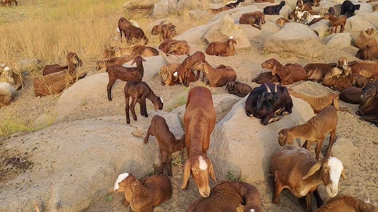 Bakri ke chhote bacche kab bechna hai ? Bakri ke chhote bacche kitne din ke bad bechna hai ? 