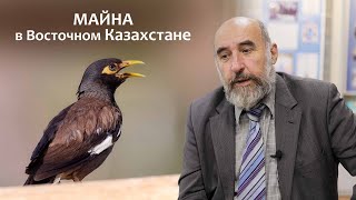 Майна в Восточном Казахстане