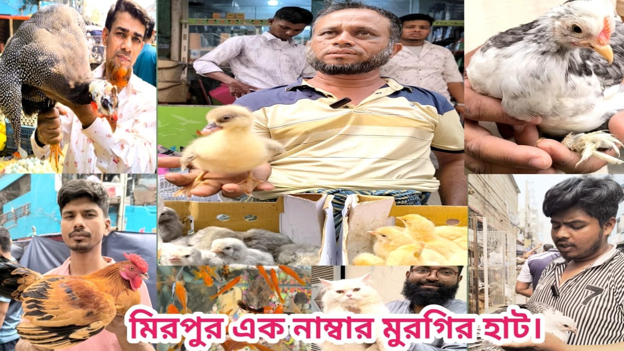 495 06 03 2026 mirpur1 hat।প্রচুর ফেন্সি মুরগির আমদানী। বাচ্চা সহ দেশি মুরগি। ক্রেতা কম।