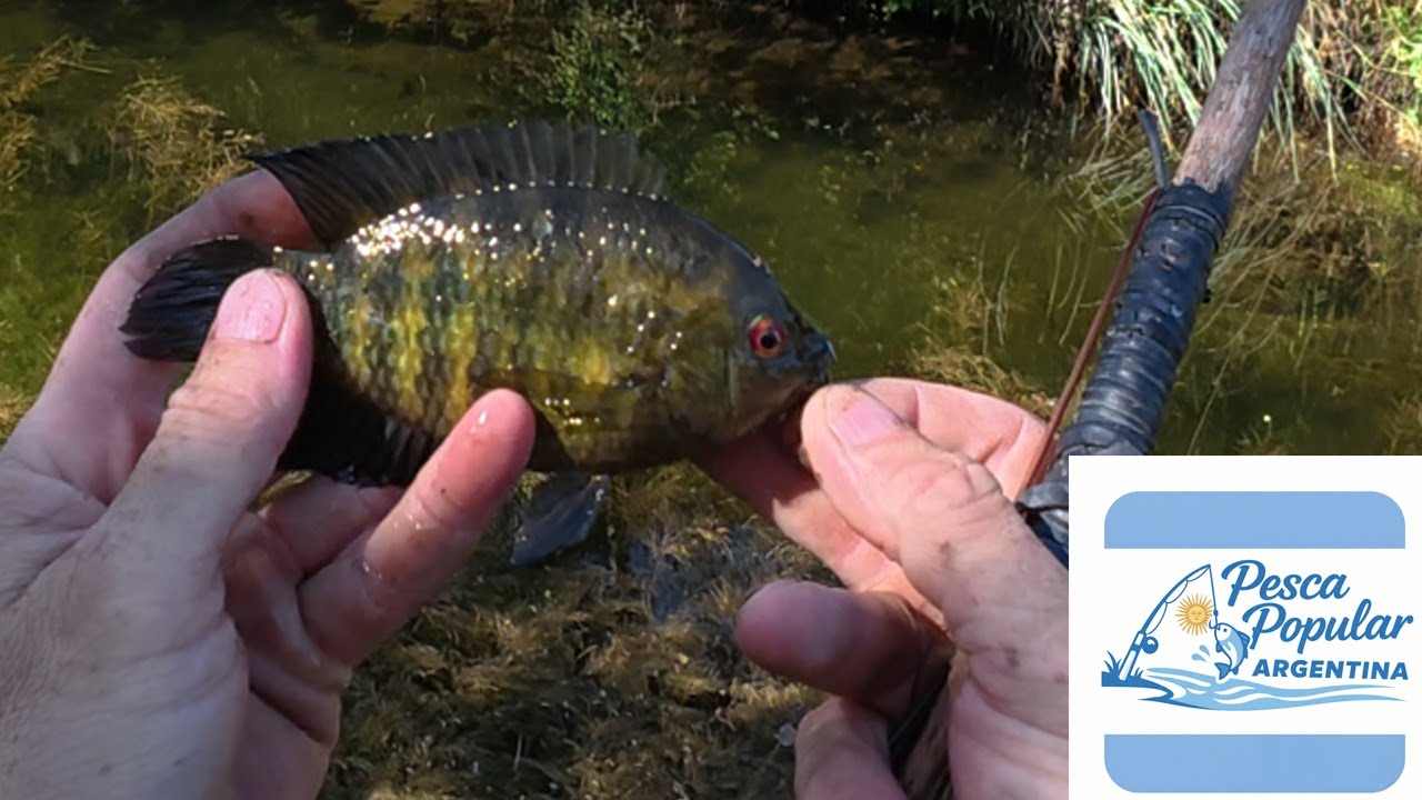 PESCA y aventura por LAS SIERRAS de CORDOBA, ARROYO PERDIDO