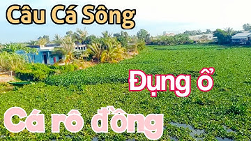 Câu Cá Rô Đồng. Kênh Lục Bình Luôn Là Sự Lựa Chọn Của Nhiều Cần Thủ @SangHuynhVlog