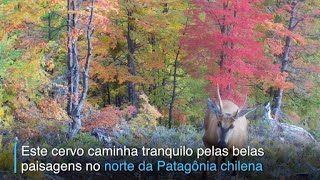 Descoberta na Patagônia chilena | AFP