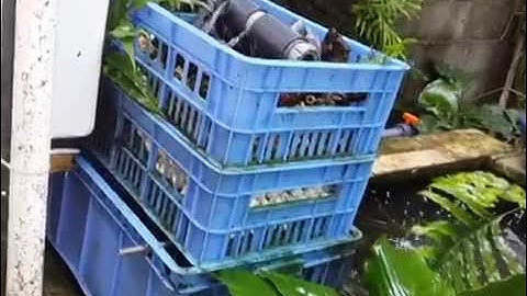 My trickle down tower for my 2000 gallons Koi pond