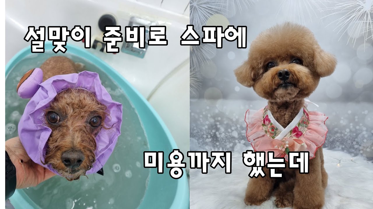 설맞이 준비로 스파에 미용까지 했는데 할머니댁 못 간 사연/ 귀여운 반려견들/ 반려견브이로그/ 힐링영상