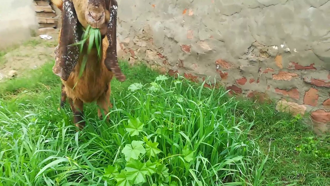 World small business owner | Traditional Style Goat's Farm in Pakistan