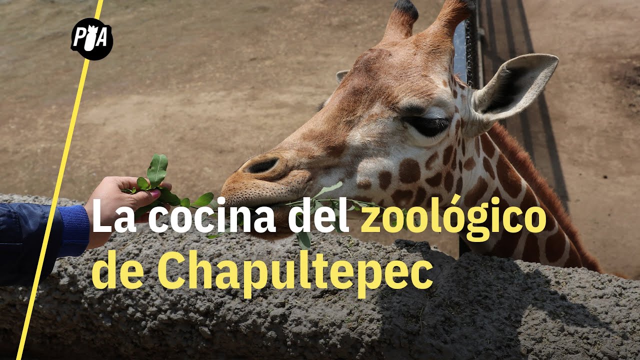 ¿Qué comen los animales del Zoológico de Chapultepec? - YouTube