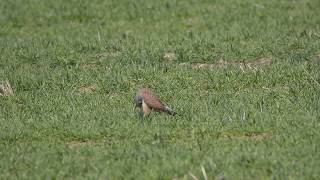 Sokol Myšiar Common Kestrel